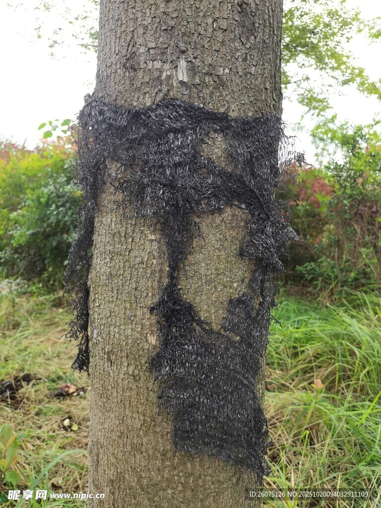 树干上的黑色黏稠物质