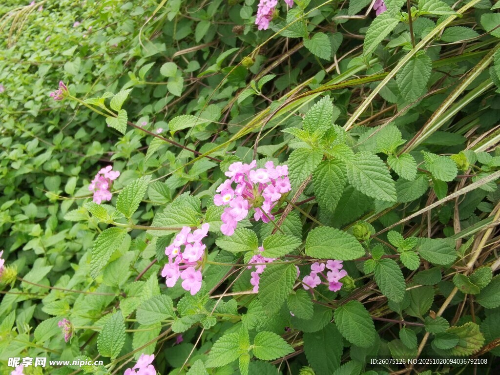 绿叶间绽放的粉嫩花朵