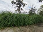 路边繁茂绿植景观
