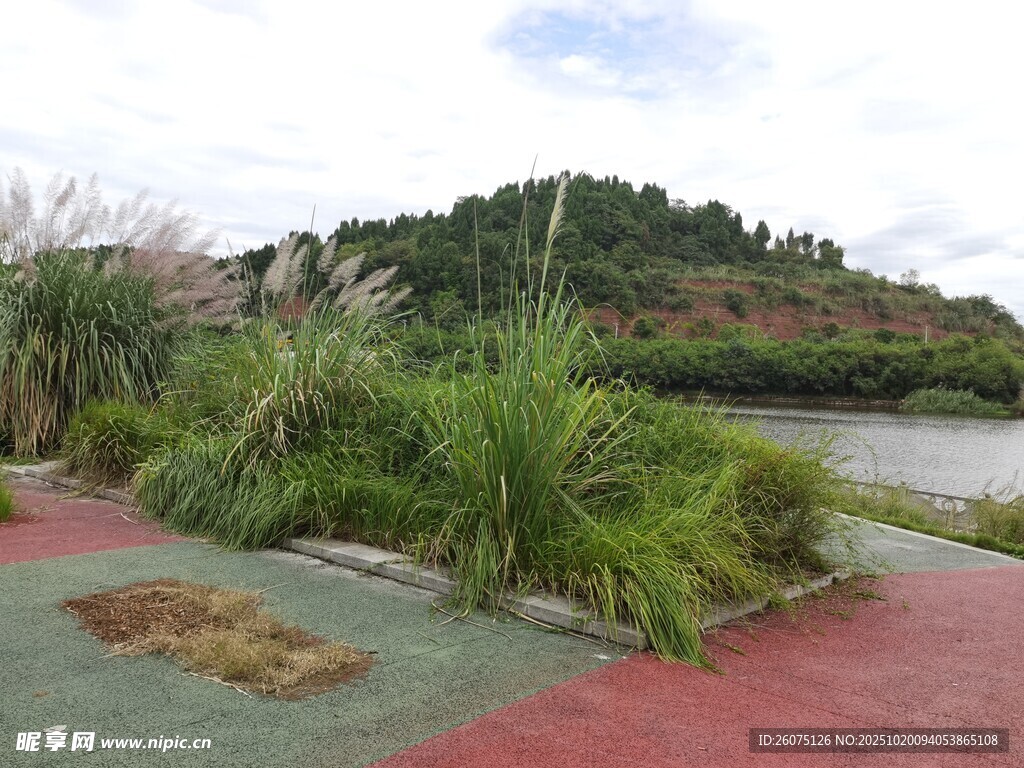 河畔绿植环绕的多彩步道