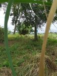 野外葱郁草木与树木景观
