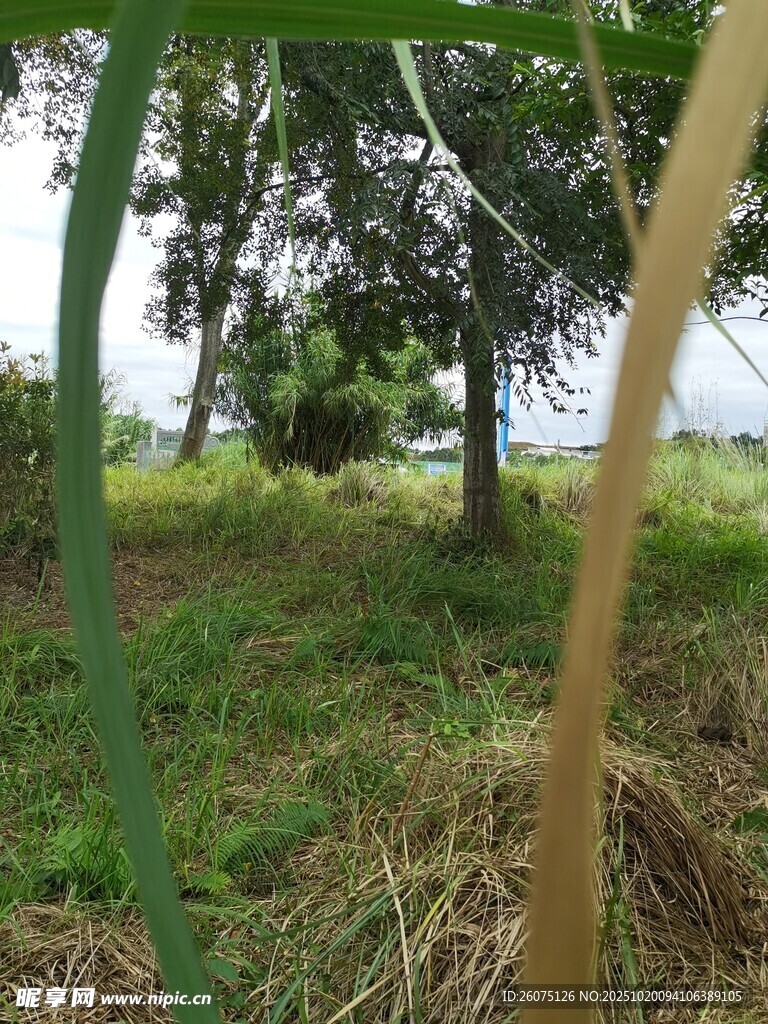 野外葱郁草木与树木景观