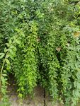 繁茂绿植藤蔓景观