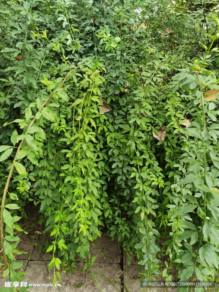 繁茂绿植藤蔓景观
