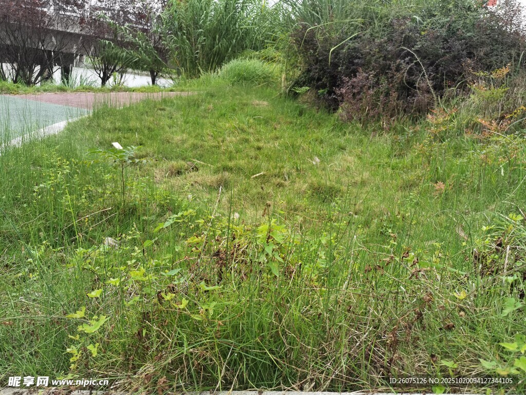 路边繁茂的绿色草地