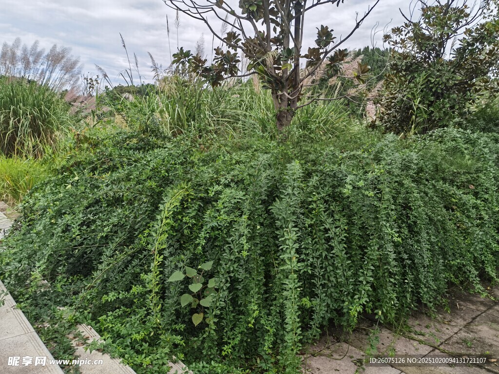 茂盛绿植景观