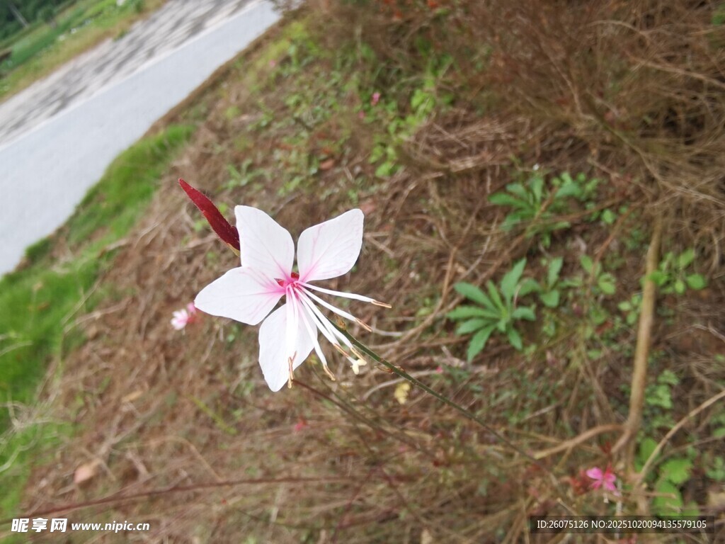 路边绽放的白色别致小花
