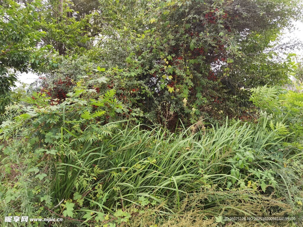 野外繁茂的绿植景观
