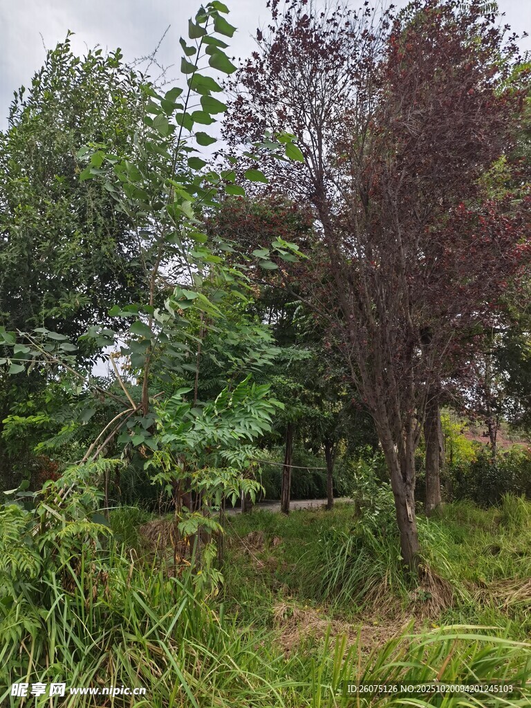 野外繁茂绿植景观