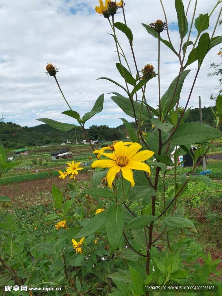 田野中的灿烂黄色小花