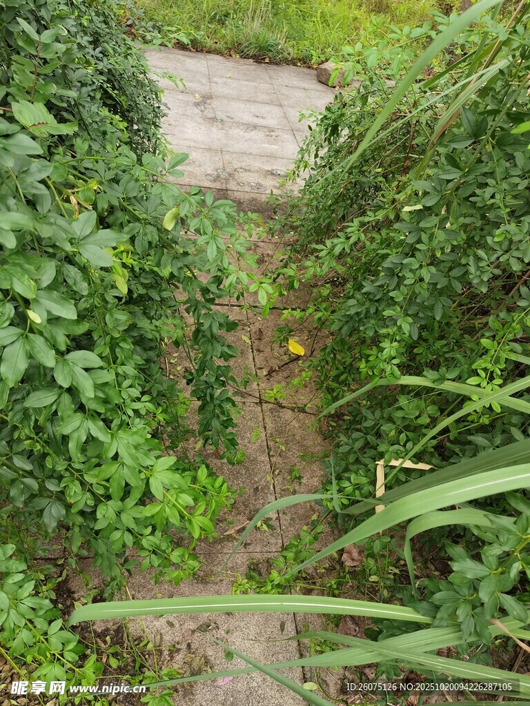 小径穿行于繁茂绿植间