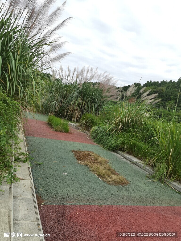 彩色步道旁的绿植景观