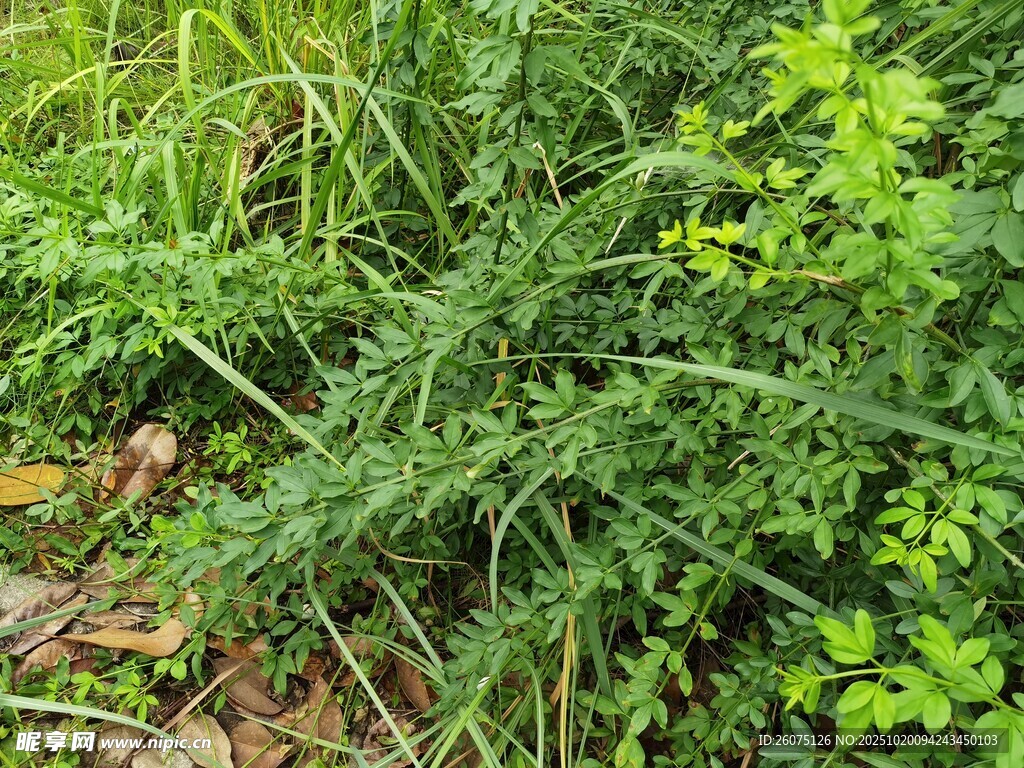 繁茂的绿色植物景观
