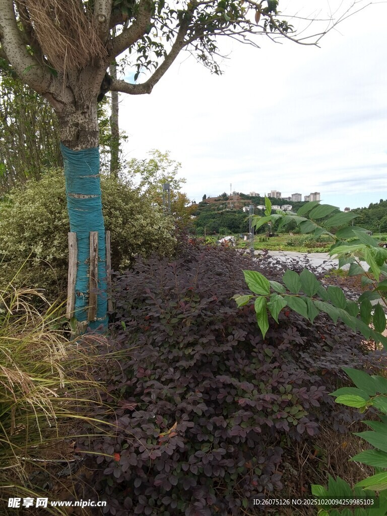 野外路旁的标识牌与植被