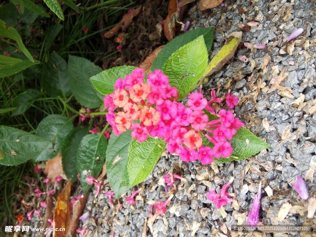 粉色簇生小花与绿叶
