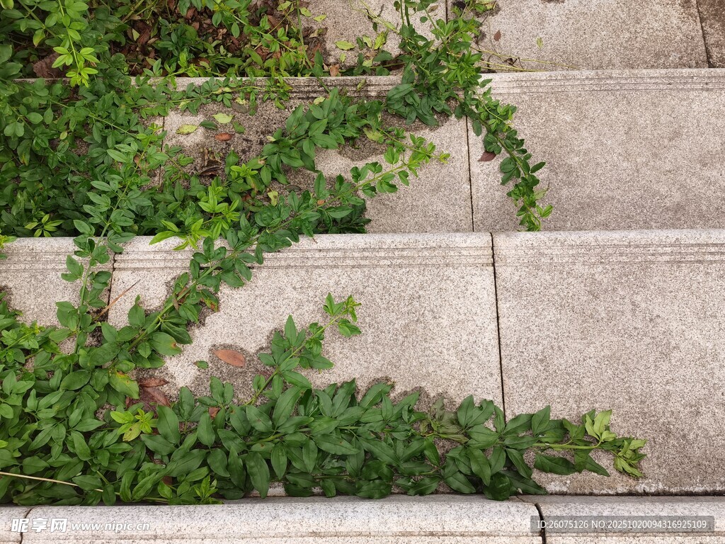石阶上蔓延的翠绿藤蔓