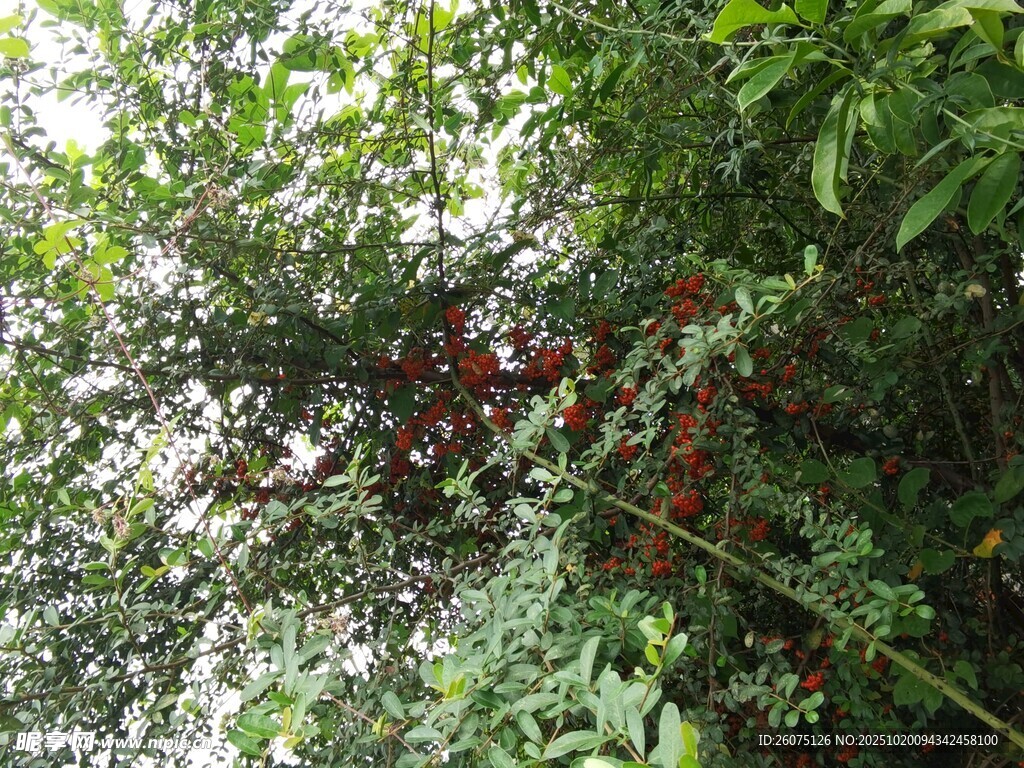 枝头红果隐于绿叶间