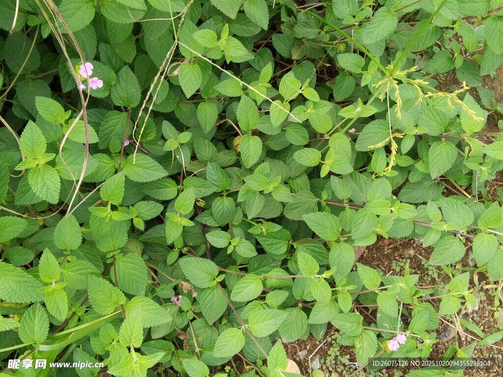 翠绿繁茂的地面植物景象