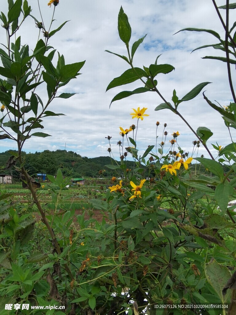 野外绽放的黄色小花