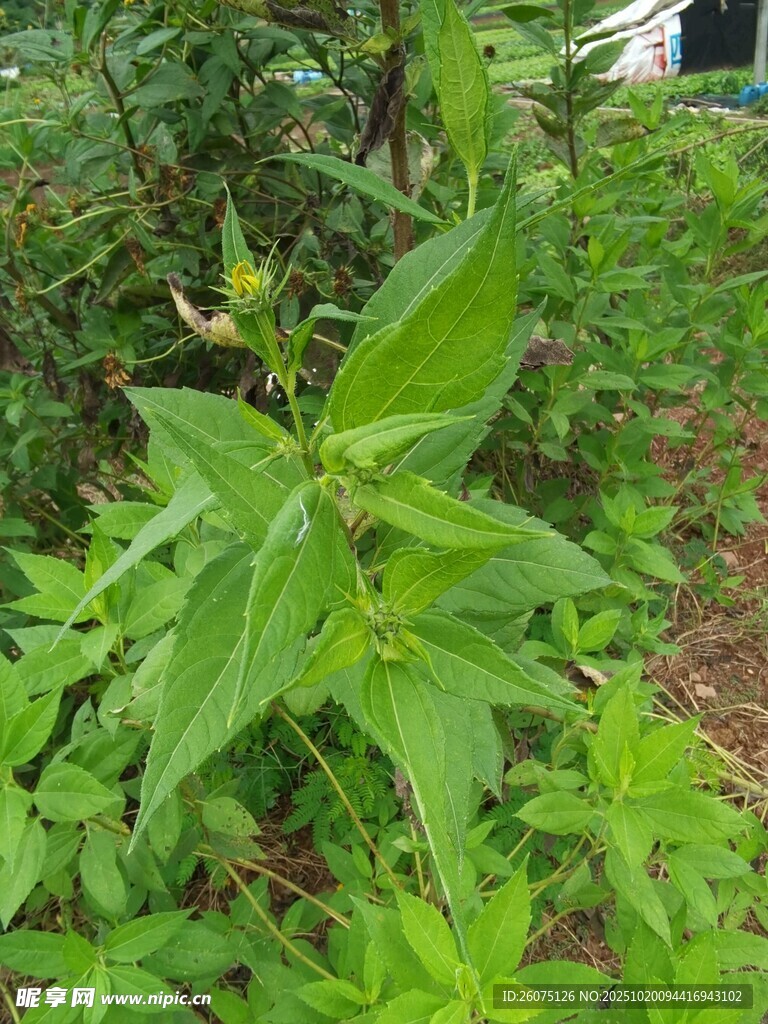 野外生长的绿色植物
