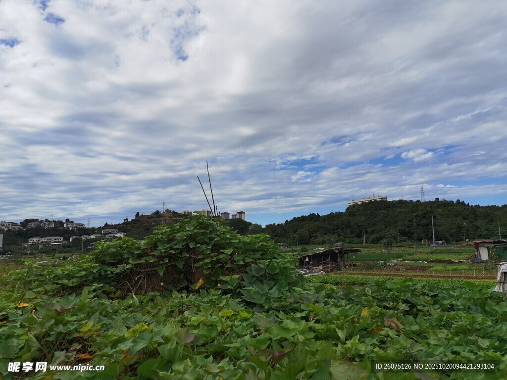 乡村绿野风光