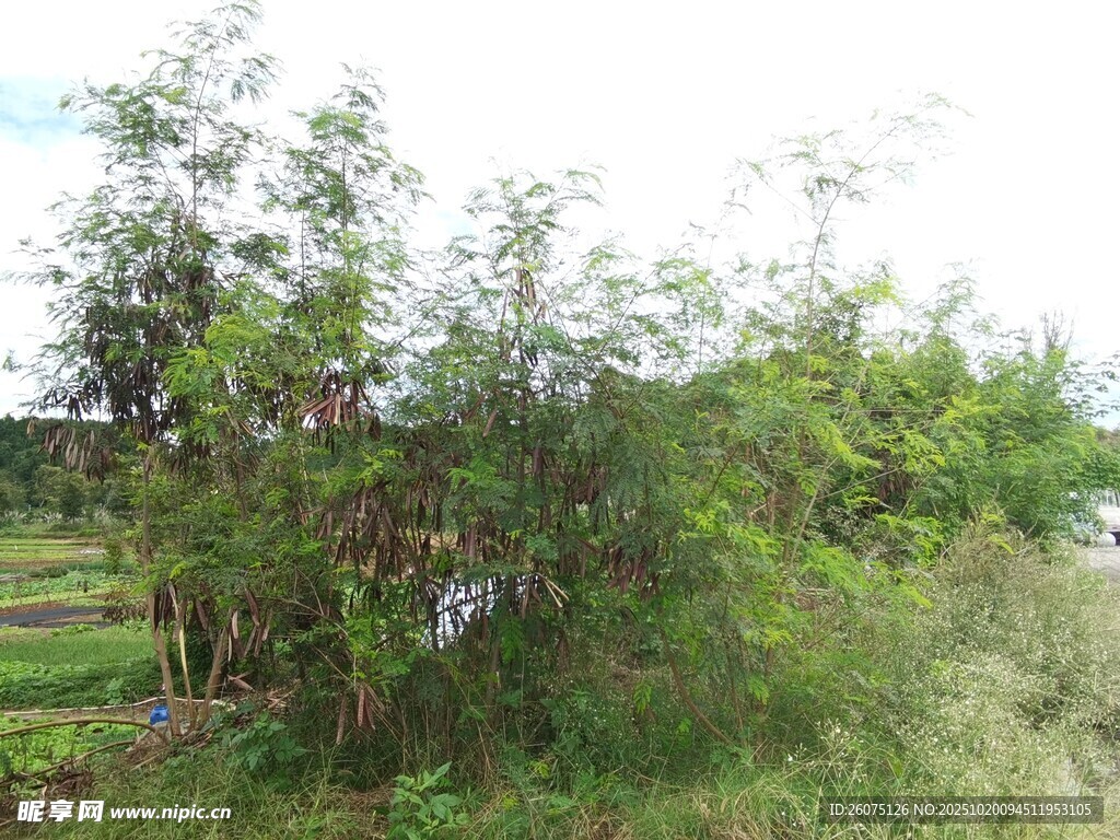 野外葱郁绿植景观