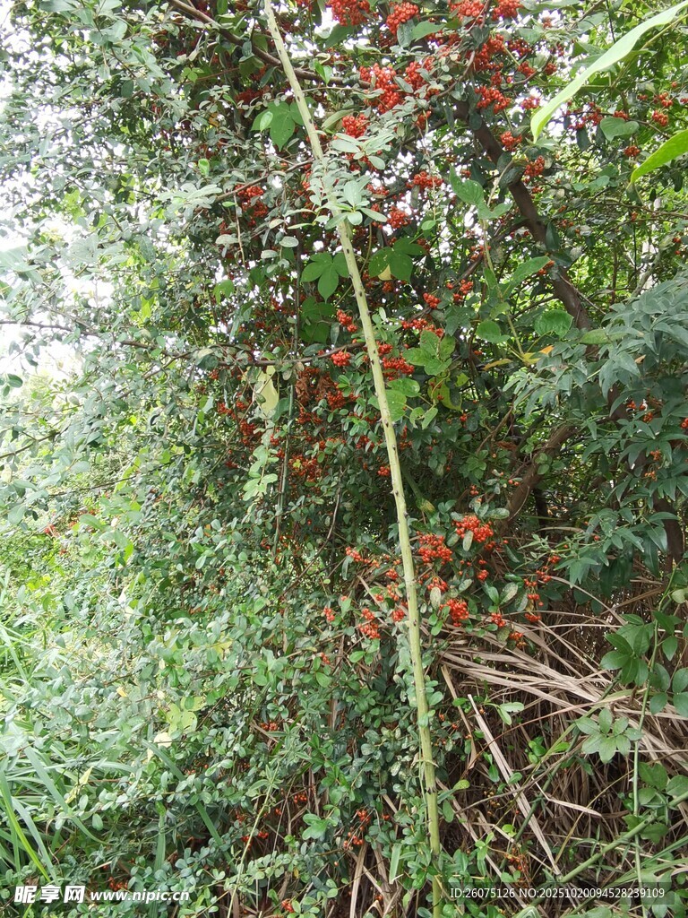 野外繁茂植物与红色果实