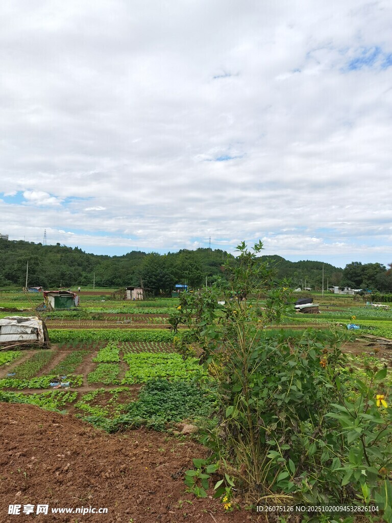 田园风光绿意盎然的乡野