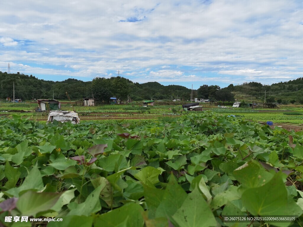 田园绿野中的牛马景象