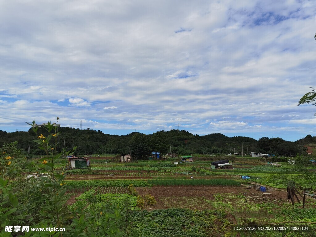 田园风光绿意盎然的田野