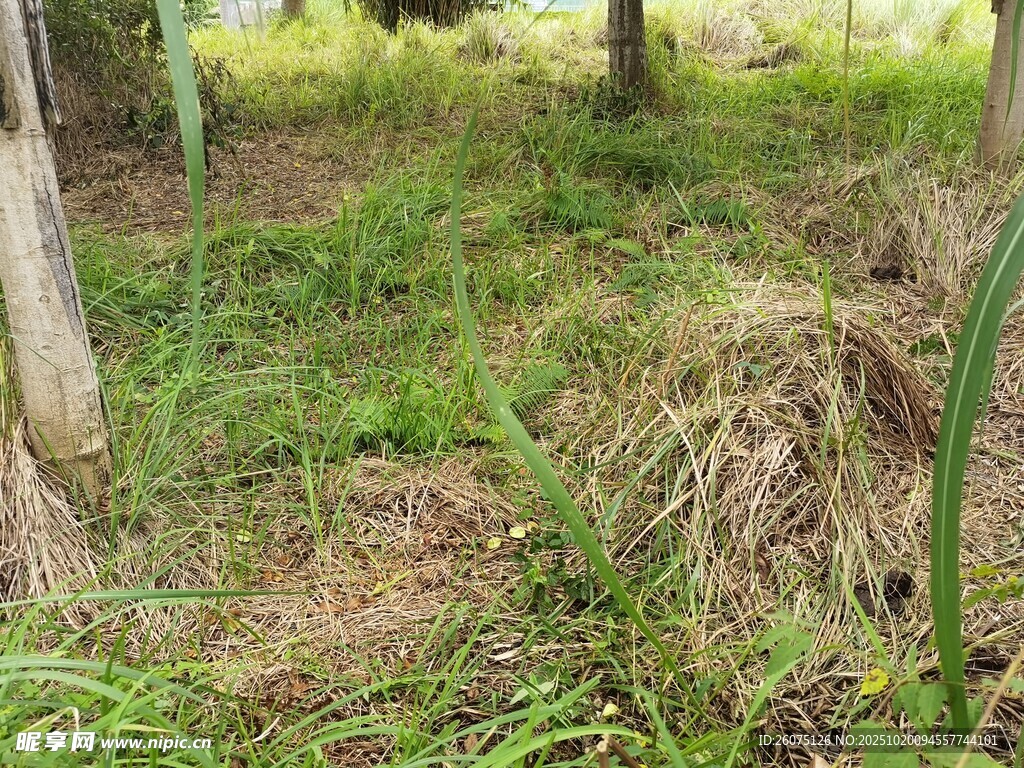 林间草地景象