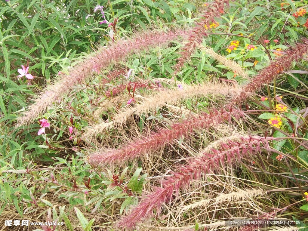 粉色狗尾草点缀草地