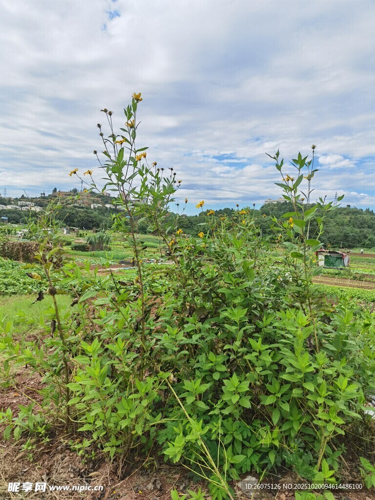 田野中的绿色植物景观