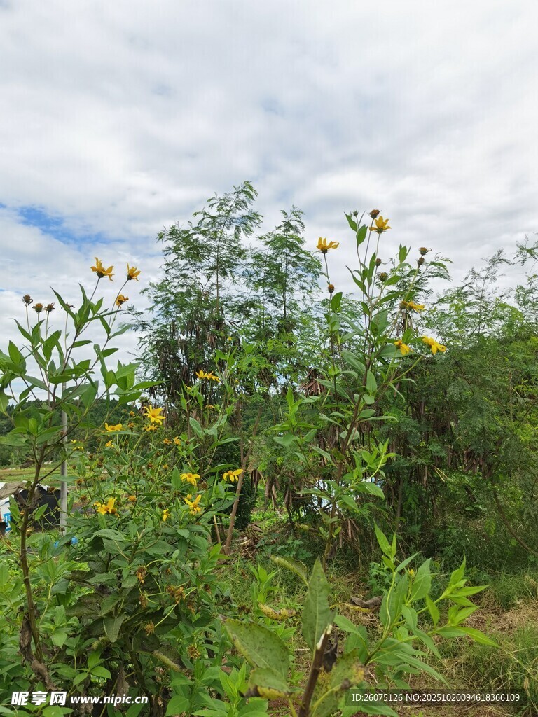 野外繁茂花草绿植景观