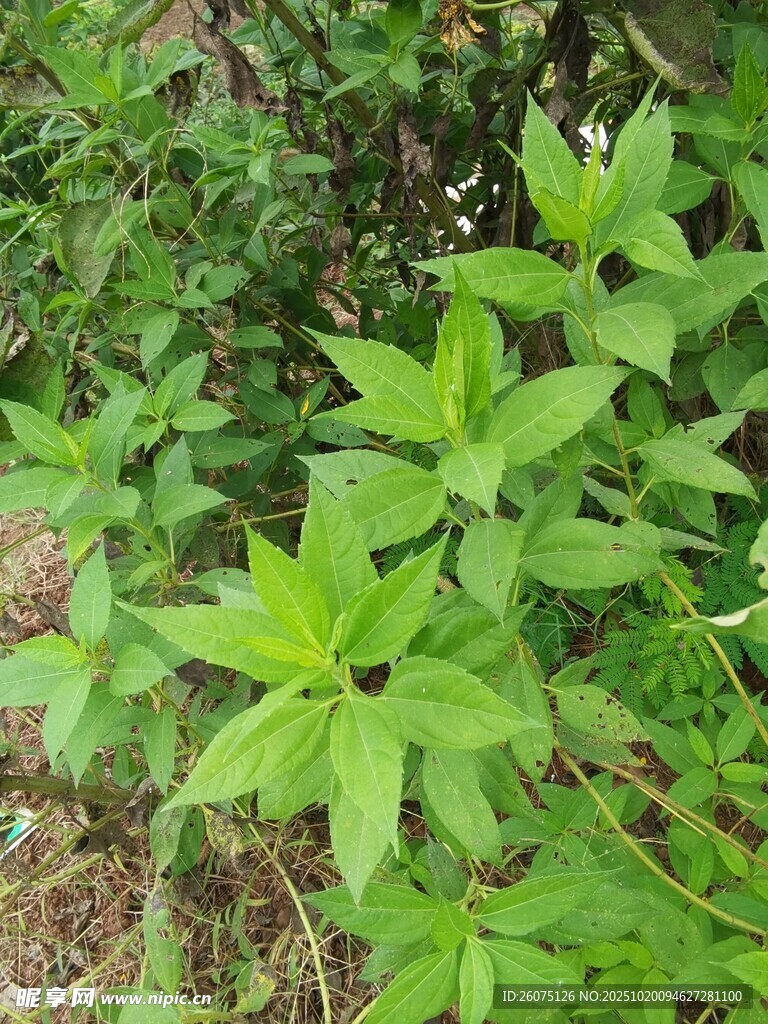 绿叶繁茂的野生植物
