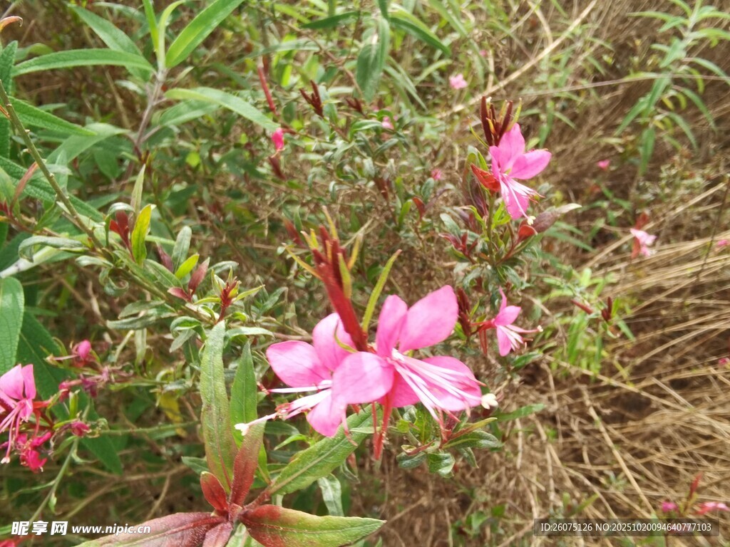 野外绽放的娇艳粉色花朵
