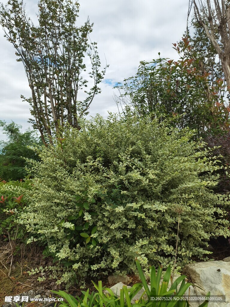 茂盛绿植景观