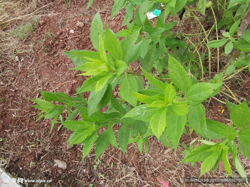 绿叶植物特写