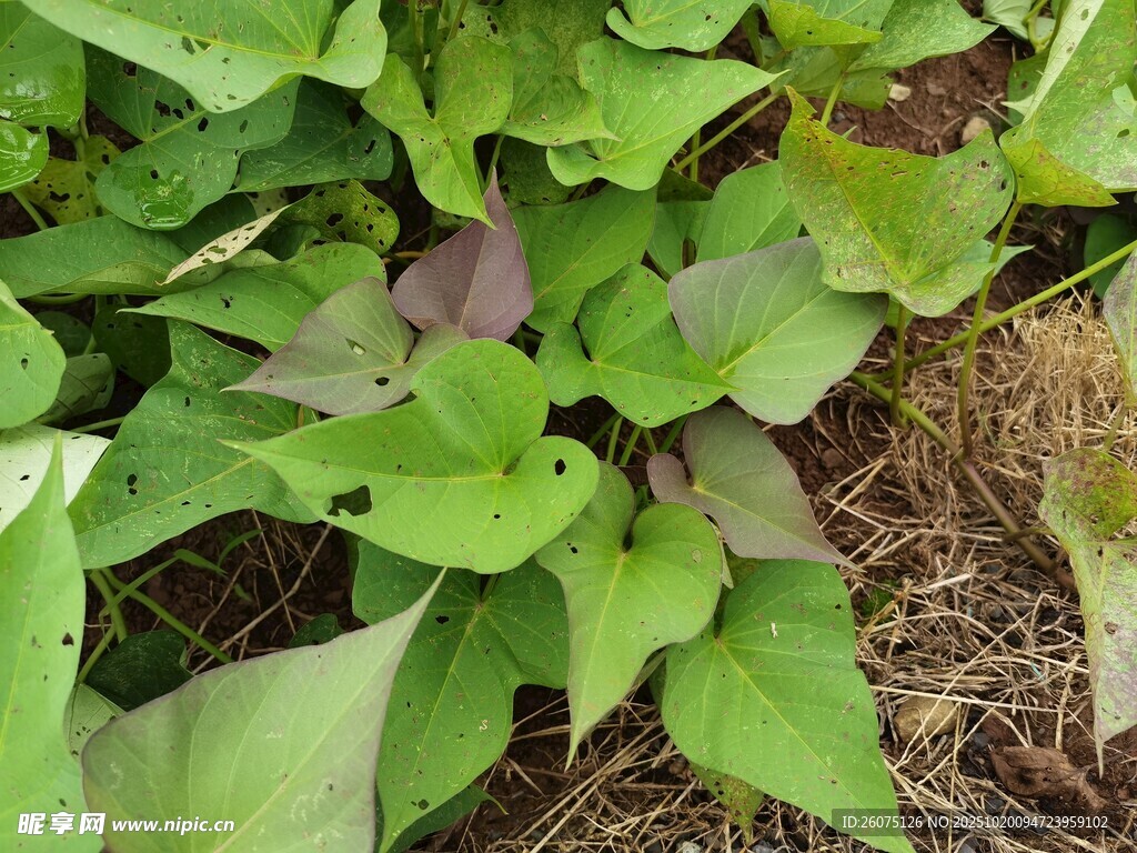 绿叶繁茂的田间植物