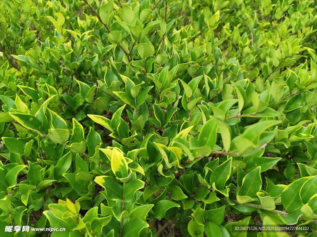 翠绿繁茂的植物景观