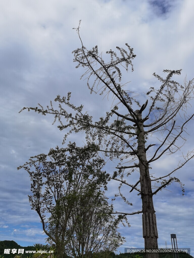 枯树挺立在多云天空下