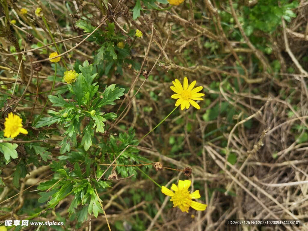野外绽放的黄色小花