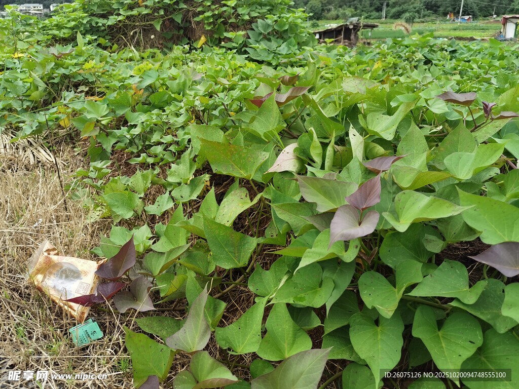 田间茂盛的绿色植物
