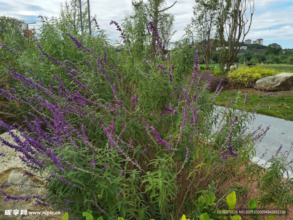 野外繁茂的紫色花草景观