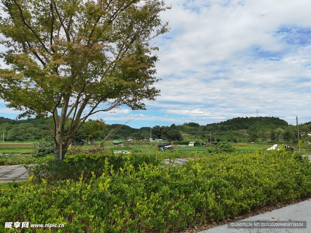 乡村路旁绿树与葱郁景色
