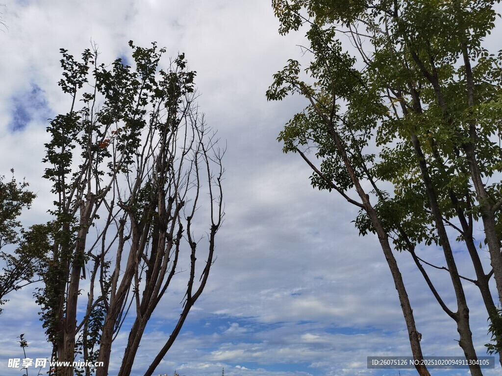 蓝天白云下的葱郁树木