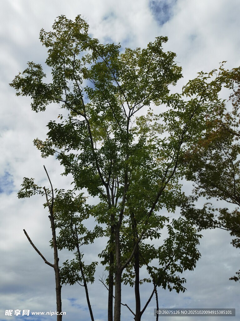蓝天白云下的挺拔树木