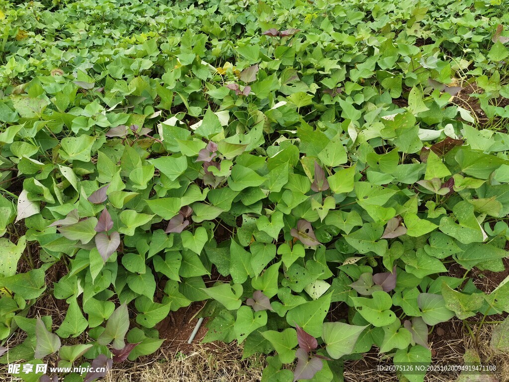 绿叶繁茂的植物景观