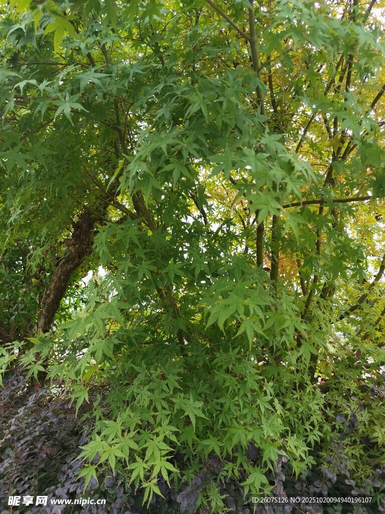 繁茂绿植生机盎然