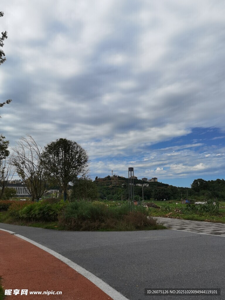 户外道路旁的绿植与天空